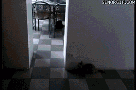 People and Animals Who Have Sneakiness Totally Nailed