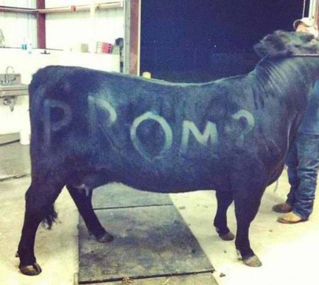 Wacky and Way Over-the-top Prom Proposals