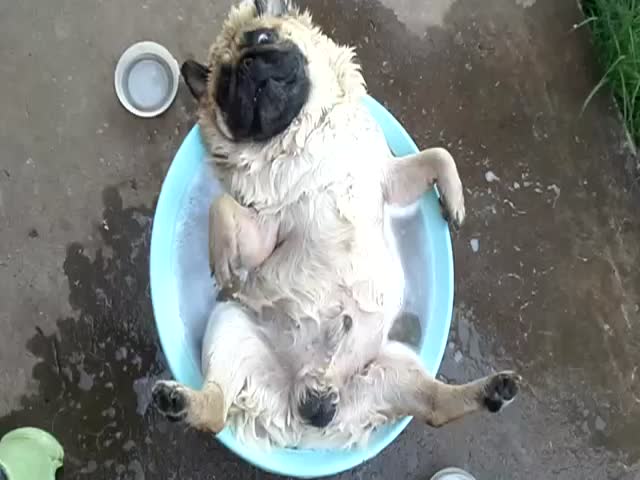 The Most Relaxed Pug on Earth  (VIDEO)