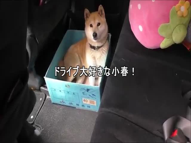 Owner Pranks His Shiba Inu with Progressively Smaller Boxes to Sit in 