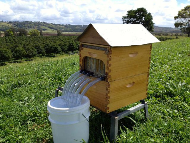 An Innovative Beehive That Delivers Honey on Tap