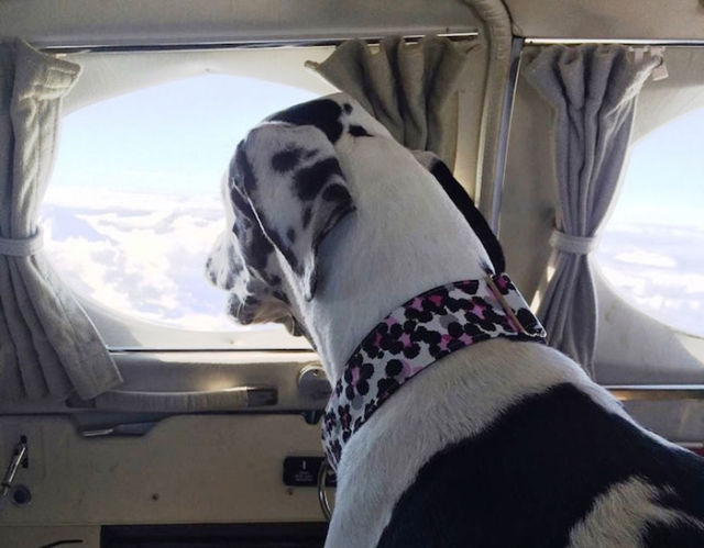 Pilots Save Dogs One Flight at a Time