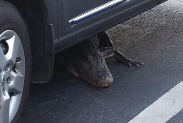 This Is Not What You Want to Find Lurking Underneath Your Car