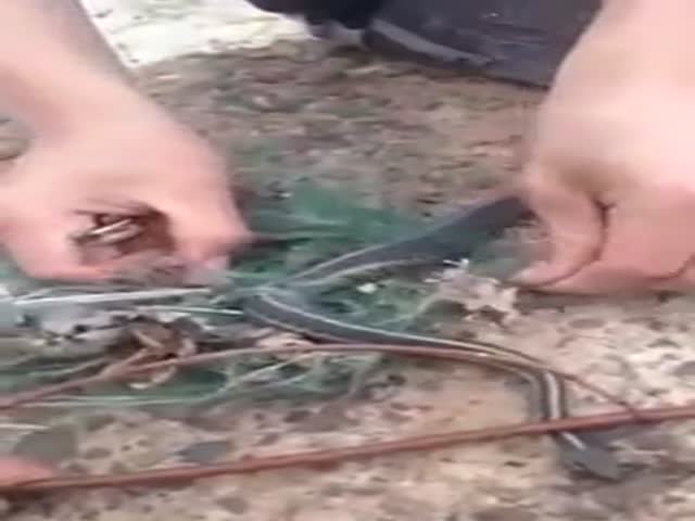 Saved Trapped Snake Leaves a Surprise for Its Rescuers  (VIDEO)