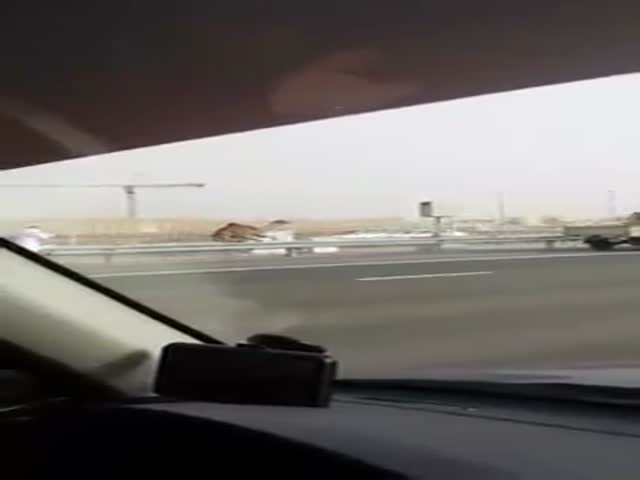 Barefoot Man Chases Runaway Camel on the Highway in Abu Dhabi 