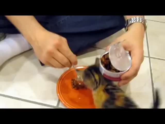 This Little Kitty Is Not the Sharing Type  (VIDEO)