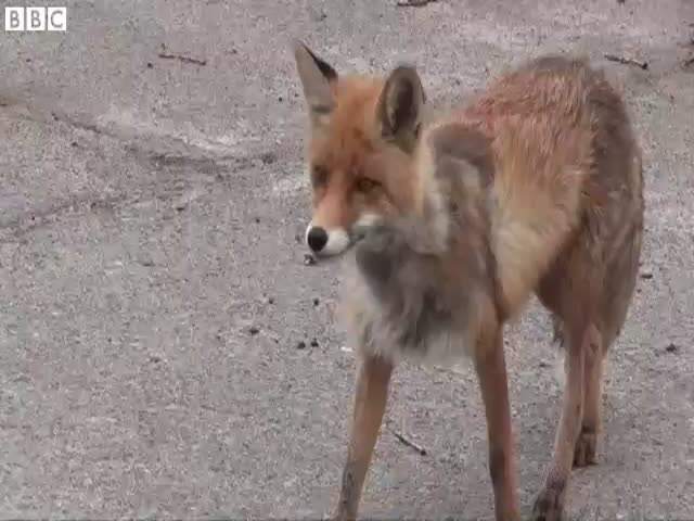 Wild Fox in Chernobyl Makes a Sandwich  (VIDEO)