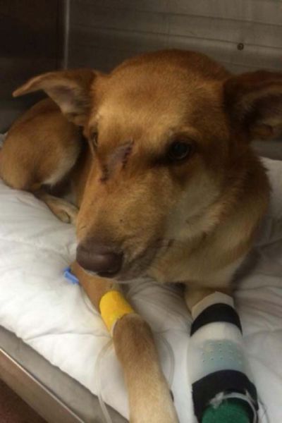 Heroic Dog Takes a Snake Bite to Save His Owner