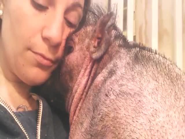 Woman Comforts Blind Pig Scared of Loud Hospital Noises  (VIDEO)