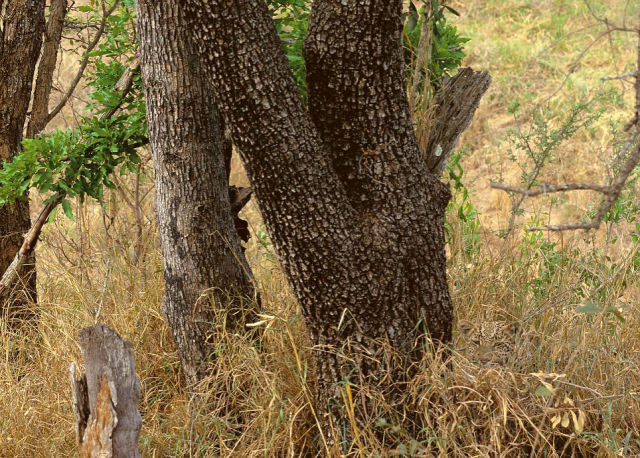 Only Animals in Nature Know How to Hide Away in Plain Sight