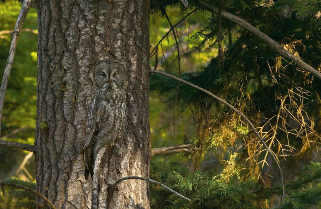 Only Animals in Nature Know How to Hide Away in Plain Sight