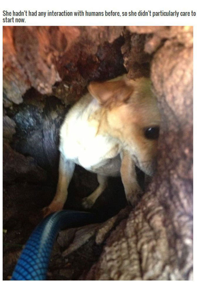 This Twisty Tree Has Been Home to a Cute Abandoned Chihuahua