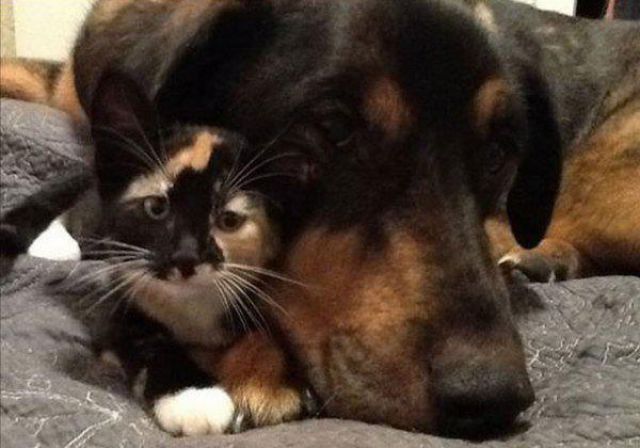 Touching Story About Dog and Cat Who Truly Love One Another