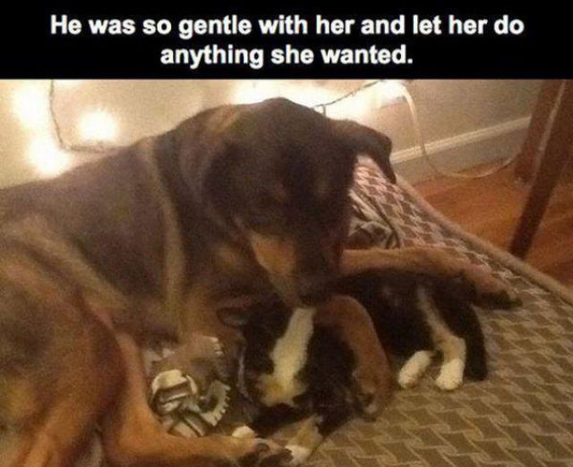 Touching Story About Dog and Cat Who Truly Love One Another