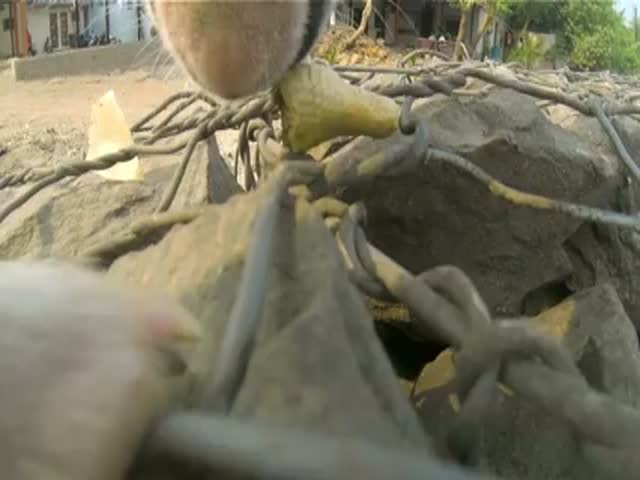 Through the Eyes of a Stray Dog in Mumbai  (VIDEO)