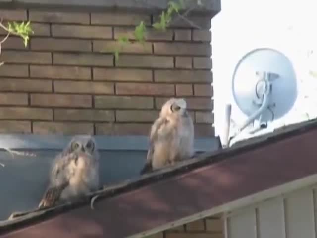This Owl Is a Dick  (VIDEO)