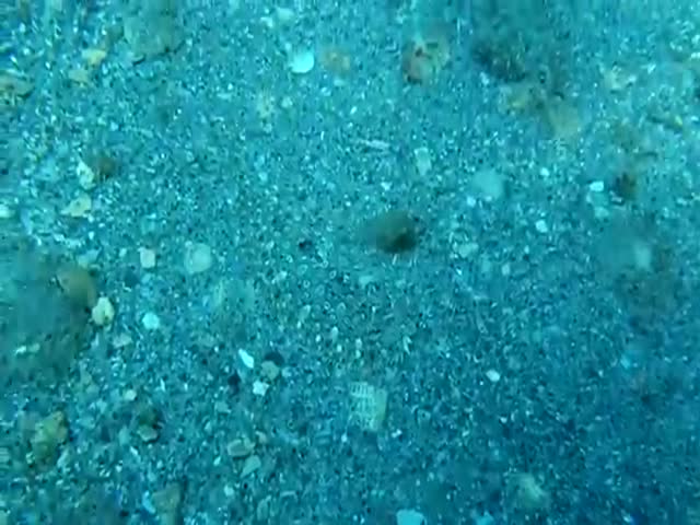There's a Fish in This Video. Can You Find It?  (VIDEO)