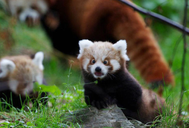 When You Surprise an Animal They Look Like This