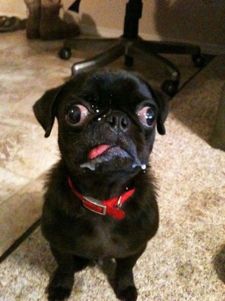 When You Surprise an Animal They Look Like This