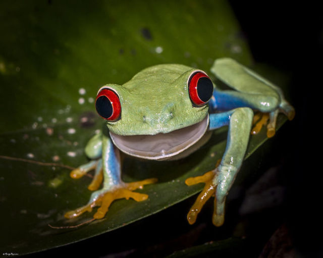 When You Surprise an Animal They Look Like This
