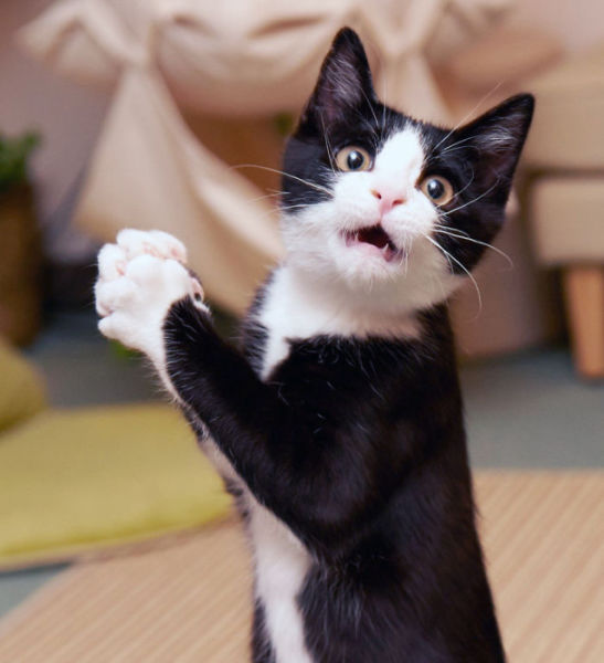 When You Surprise an Animal They Look Like This