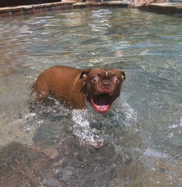 When You Surprise an Animal They Look Like This