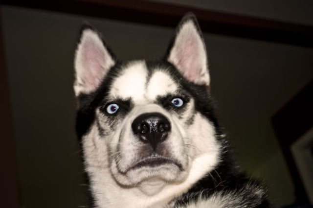 When You Surprise an Animal They Look Like This