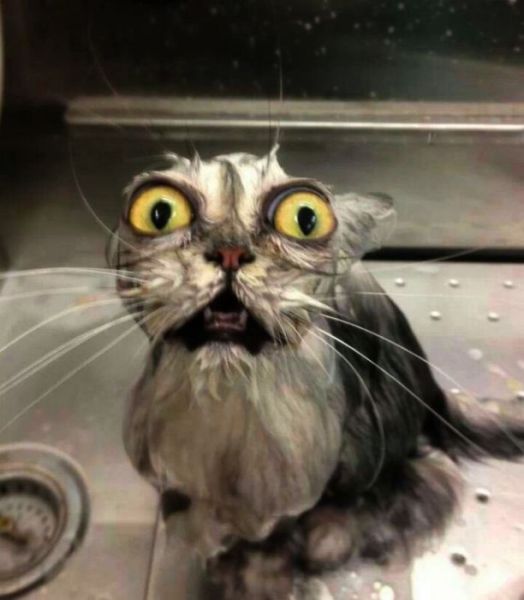 When You Surprise an Animal They Look Like This