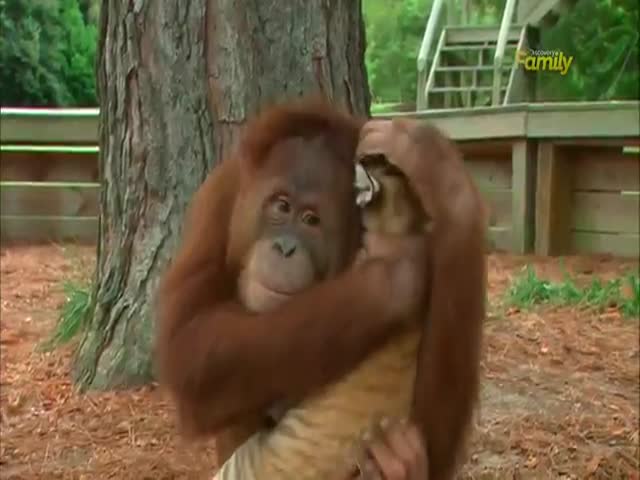 Orangutan Babysits Tiger Cubs  (VIDEO)