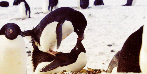 Penguins Use a Gross but Genius Way of Melting the Snow