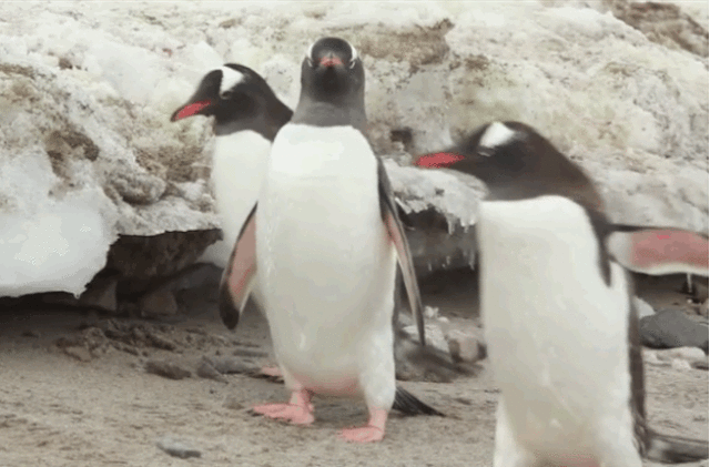 Penguins Use a Gross but Genius Way of Melting the Snow