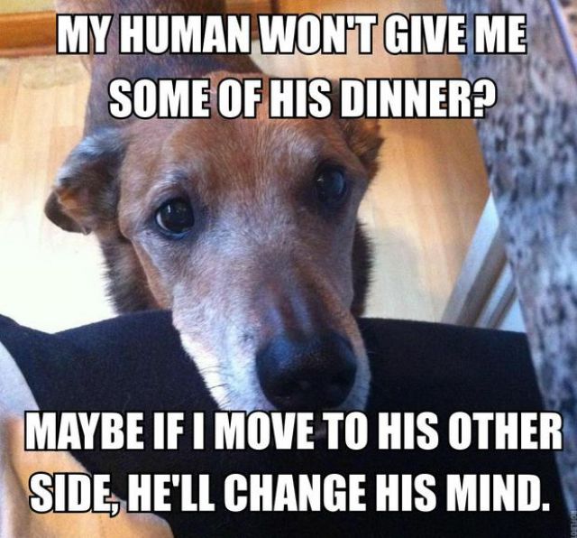 If You’ve Ever Owned a Dog You Will Understand This Perfectly