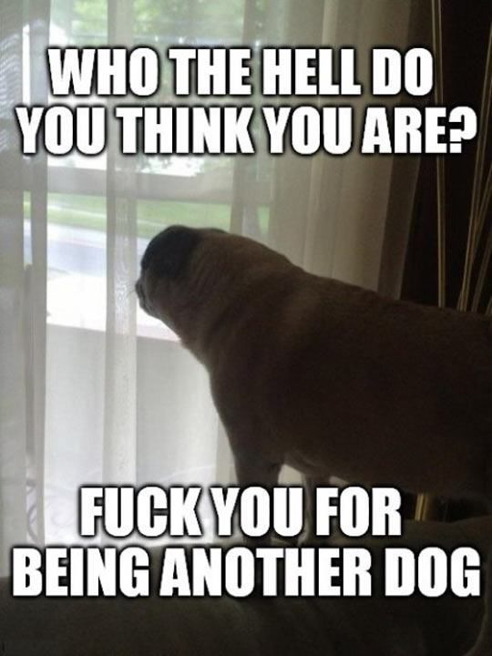 If You’ve Ever Owned a Dog You Will Understand This Perfectly