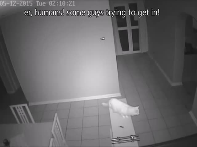 Night Home Invasion Wakes Up Home Owner's Girlfriend Who Then Shoots at Robbers  (VIDEO)