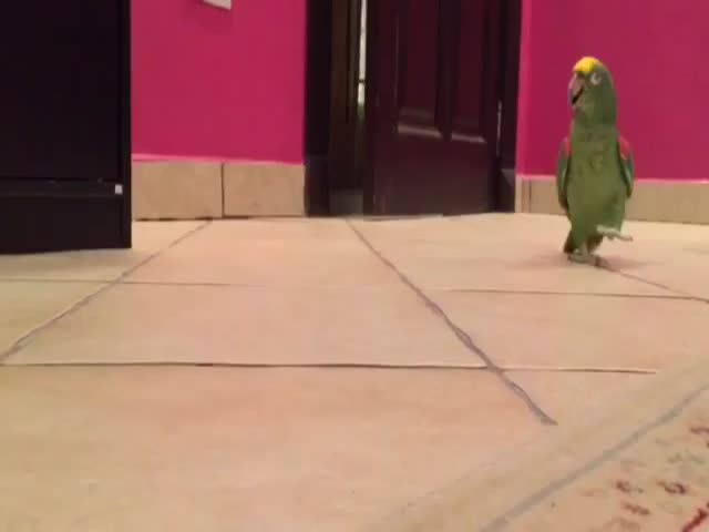 Parrot Laughs like Super Villain  (VIDEO)