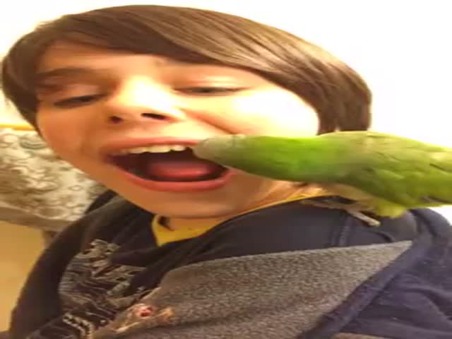 Don't Go to the Dentist, Get a Parrot! 