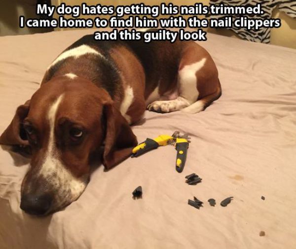 Even Animals Have Guilty Faces