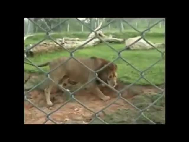 Lion Feels Grass for the First Time in 13 Years  (VIDEO)