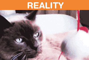 Life with a Cat: Expectations vs Reality
