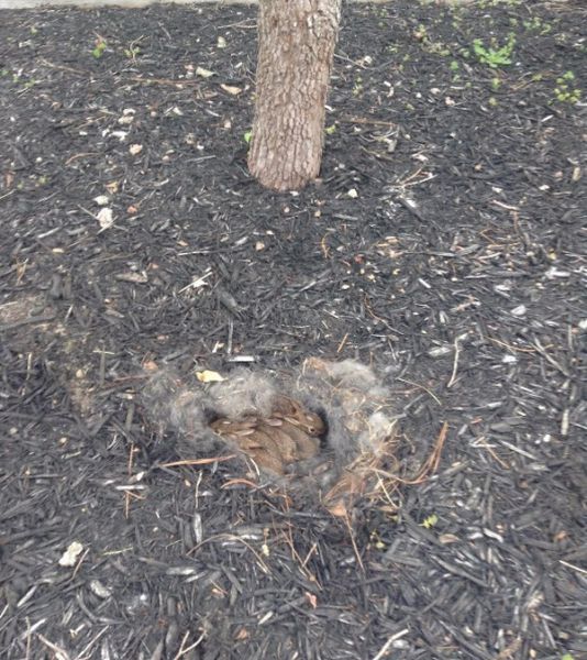 Homeowners Stumble across a Furry Surprise in Their Yard