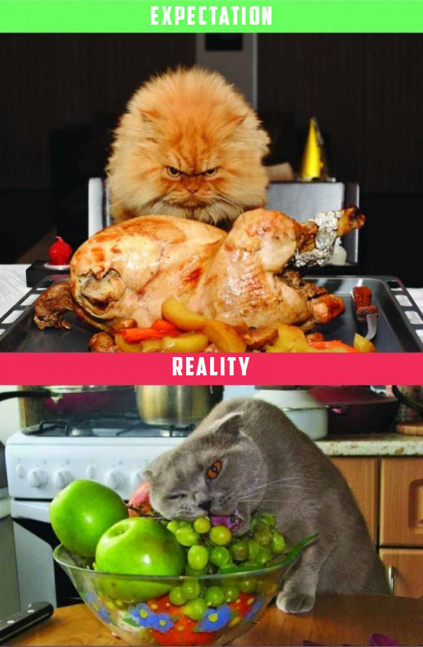 Life with a Cat: Expectations vs Reality