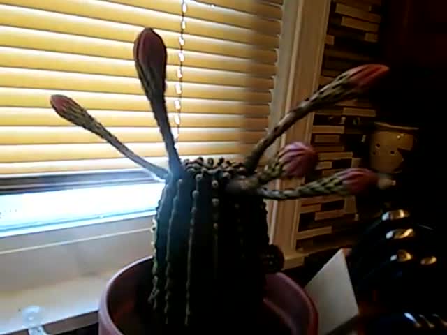 Fascinating Time Lapse Video of a Cactus Blooming  (VIDEO)