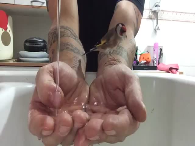 Bird Takes Bath in Man's Hands  (VIDEO)