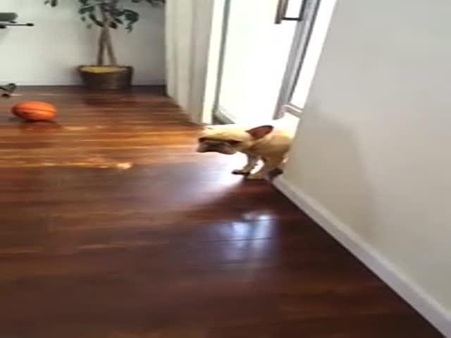 Guilty French Bulldog Has an Awkward Encounter with His Owner 