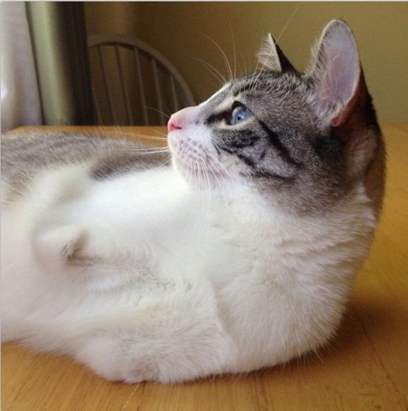 This Disabled Cat Is an Instagram Hit