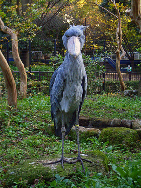 shoebill stork living dinosaur