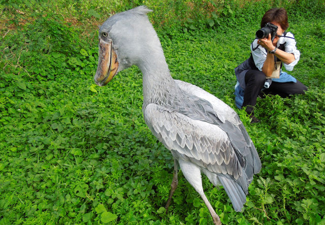 shoebill storks are dinosaurs