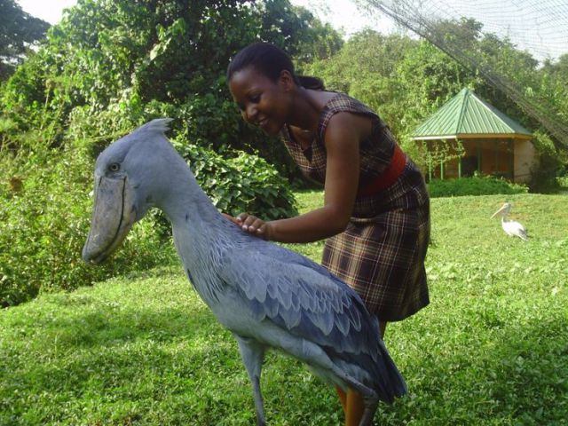 shoebill stork is a real dinosaur