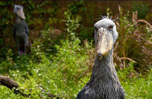shoebill stork proving dinosaur