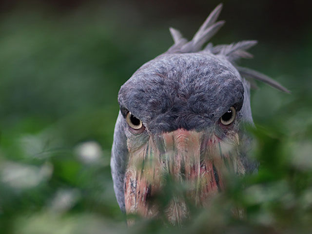 shoebill stork related to dinosaurs
